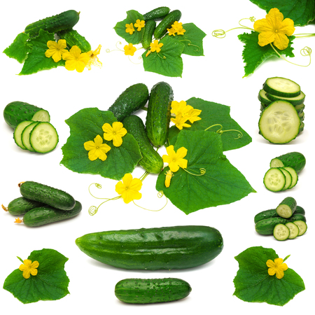 Collection of cucumbers isolated on white backgroundの写真素材