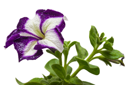 White and purple flower of petunia isolated on white backgroundの写真素材