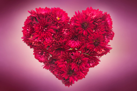 Heart from chrysanthemum flowers on a pink background. Valentine's Day. Loveの写真素材