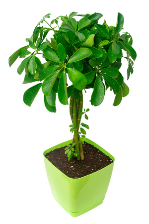 Schefflera arboricola in a pot isolated on white backgroundの写真素材
