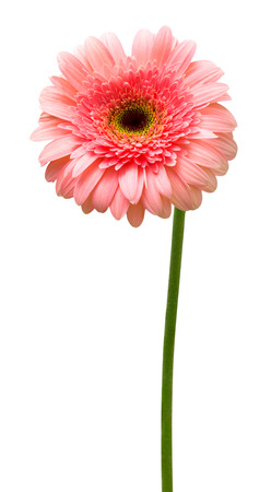 Flower pink gerbera isolated on white backgroundの写真素材