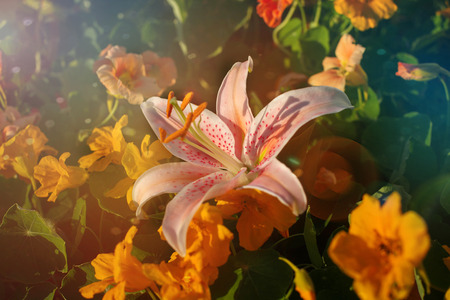 Beautiful pink vintage lily flower. Retro filter. Wedding card. Flower in the form of a starfishの写真素材