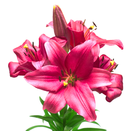 Beautiful pink lily flower isolated on white background. Pink flowersの写真素材