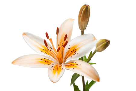 Beautiful yellow lily with buds isolated on white backgroundの写真素材