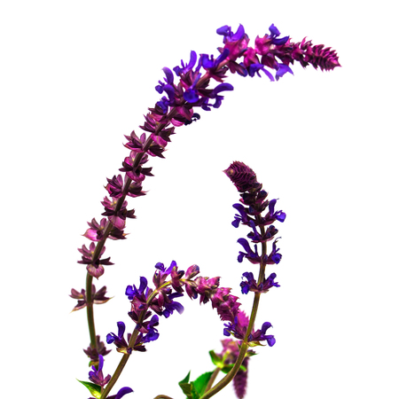 Wild grass curved shape isolated on white background. Beautiful bouquet of wild flowers. Unusual grassの写真素材