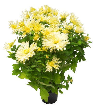 Bouquet of yellow chrysanthemums in a pot isolated on white background. Flowers. Flat lay, top viewの写真素材