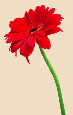Red gerbera isolated on white background. Retro filter. Vintage. Flat, top view. Flowerの写真素材