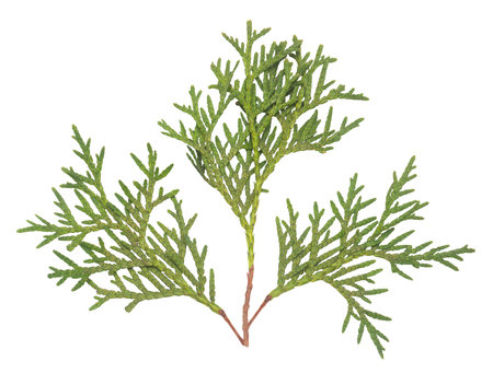 Thuja branches close-up isolated on white background