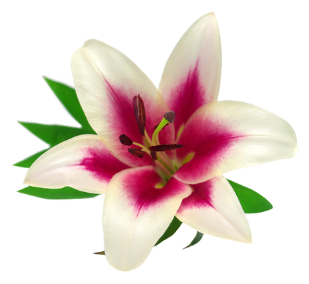 Beautiful pink lily flower isolated on white backgroundの写真素材