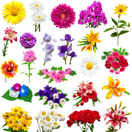 Collection of beautiful colorful flowers isolated on white background. Summer. Spring. Flat lay, top view. Love. Valentine's Day. Easter. Lilies, iris, chamomile, chrysanthemum, rose, hibiscus, lavatera, petunia, zinnia, morning gloryの写真素材