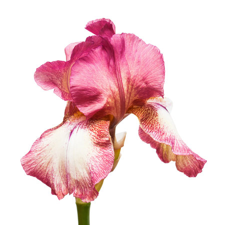 Red flower iris isolated on white background. Flat lay, top view. Easterの写真素材