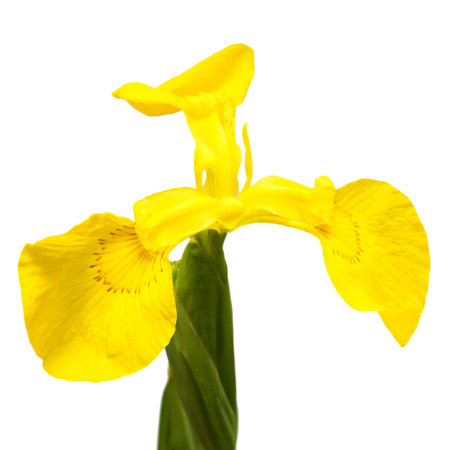 Beautiful yellow iris flower isolated on white background. Easter