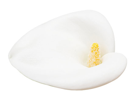 White flower calla isolated on white backgroundの写真素材
