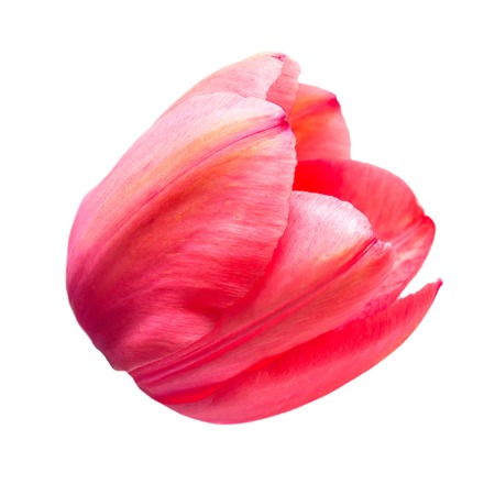 Pink tulip on a long stalk stem isolated on white background. Tulip flower cardの写真素材