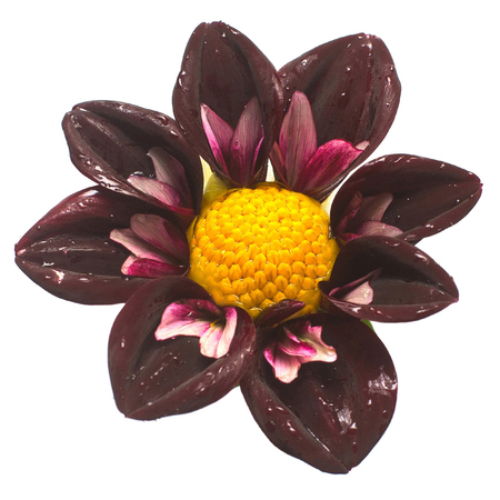 Flower dahlia isolated on white background. Flat lay, top viewの写真素材