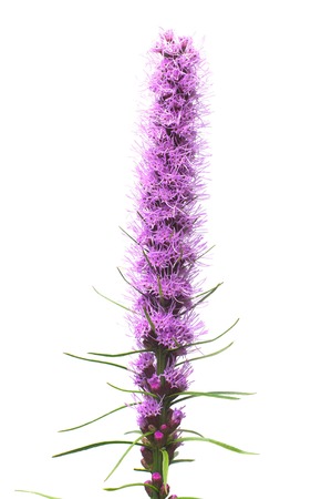 Liatris flower isolated on white background. Bloom. Flat lay, top viewの写真素材