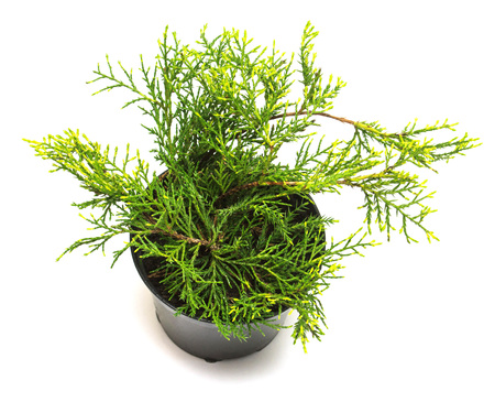 Juniperus media Old Gold in a pot isolated on white background. Coniferous tree, evergreenの写真素材