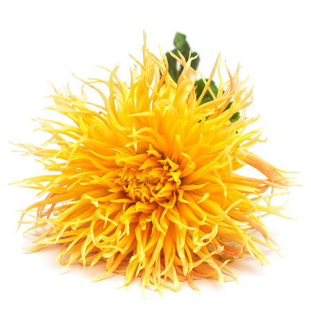 Flower of beautiful yellow dahlia macro nature isolated on white background. Botanical, concept, flora, idea. Peony formの写真素材