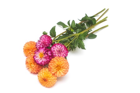 Flower of beautiful orange and pink bouquet dahlia macro nature isolated on white background. Botanical, concept, flora, idea. Pompom formの写真素材