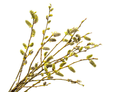 Flowering willow branches isolated on white backgroundの写真素材
