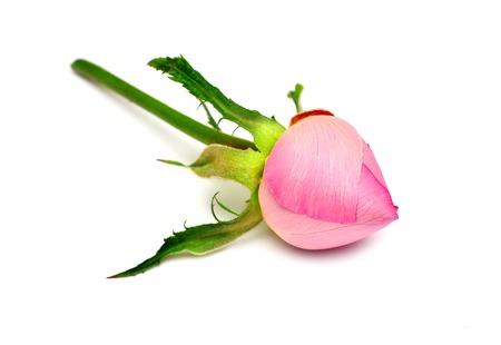 Beautiful flower pink rose isolated on white background. Wedding card. Greeting. Summer. Spring. Flat lay, top view. Love. Valentine's Dayの写真素材