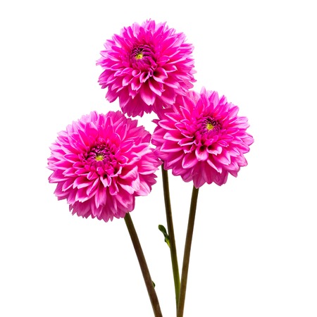 Bouquet flower of beautiful fashionable pink dahlia macro nature isolated on white background. Botanical, concept, flora, idea. Pomponic formの写真素材