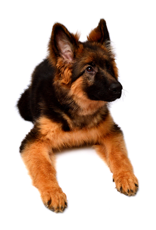 Fluffy German Shepherd dog isolated on white background. Puppy is beautiful, funny and attentive. Portrait, close-up. Sits and looks closely. Good, plushの写真素材