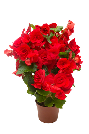 Begonia red flowers in a pot isolated on white background. Flat lay, top viewの写真素材