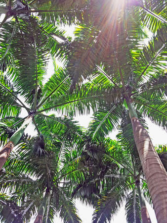 Palm Trees with Sun Overheadの写真素材