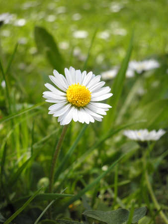 daisyの写真素材