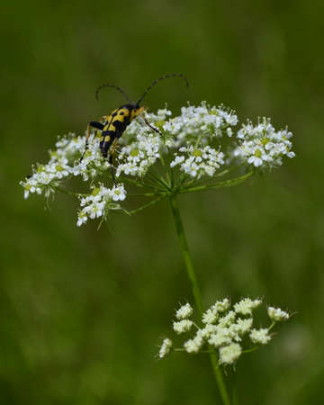 flower with beetleの写真素材