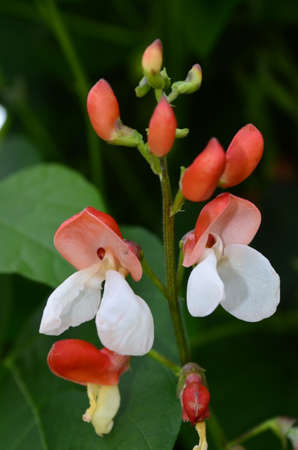 flowering beanの写真素材