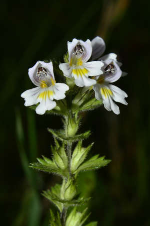 euphrasia rostkovianaの写真素材