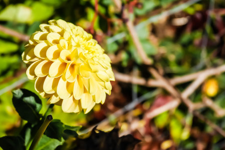 Dewdrops on a Yellow Flowerの写真素材