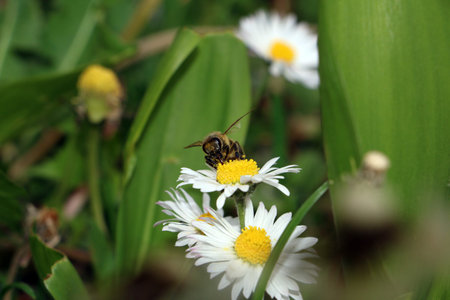 Bee is collecting pollen from daisy flower botanical name Bellis perennis
