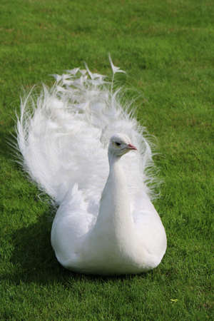 White peacock lies on short cut green grassの写真素材