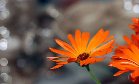Flower petals of Calendula Officinalis, marigold, on bokeh backgroundの写真素材