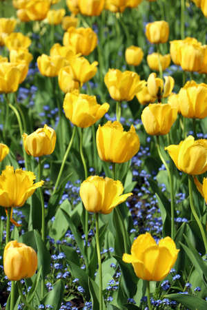 Yellow fringed  tulips (Tulipa spp.) and tiny, blue Myosotis flowers in sunny dayの写真素材