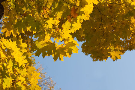 fall leaves as autumn background