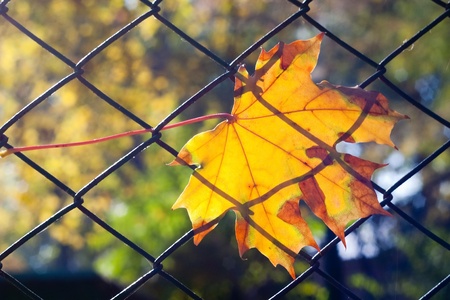 fall leaves as autumn backgroundの写真素材