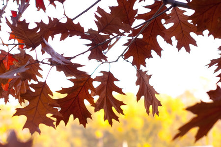 autumn background