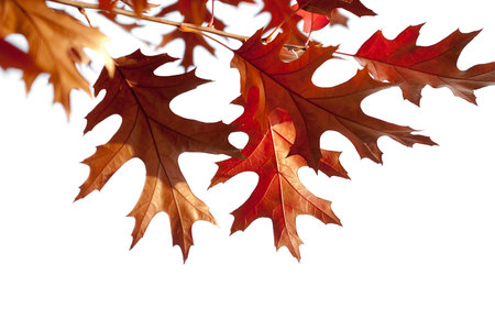 fall leaves as autumn background