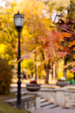 fall leaves as autumn background