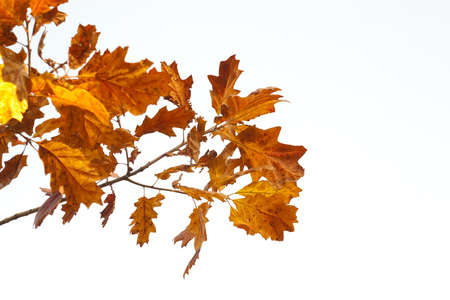 fall leaves as autumn backgroundの写真素材