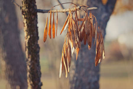 autumn backgroundの写真素材