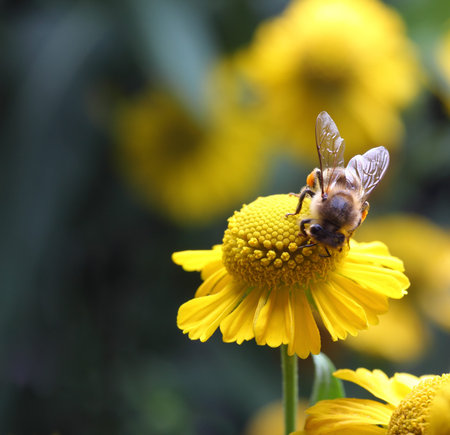 bee with pollen on yellow flower