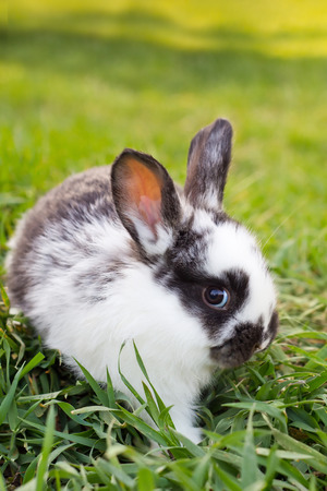 little rabbit on green backgroundの写真素材