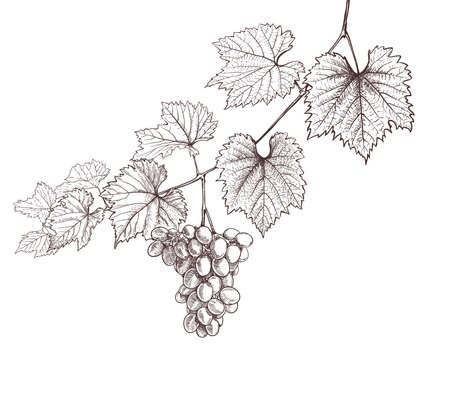 grapevine and grapes hand drawing on white. wine leaves and bunch of grapes retro decorative illustrationのイラスト素材