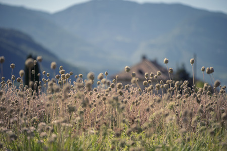 Landscape of Mountains and grass of South Tyrol In Italyの写真素材