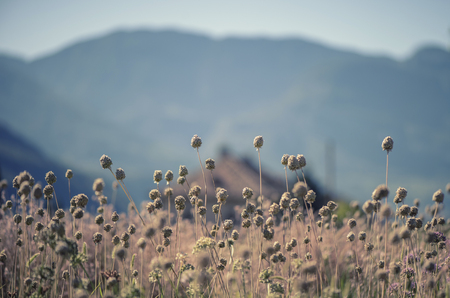 Landscape of Mountains and grass of South Tyrol In Italyの写真素材